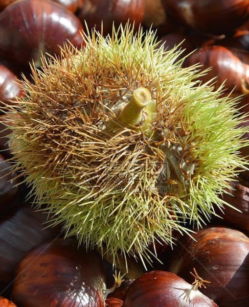 板栗在水里泡了几天能吃吗?