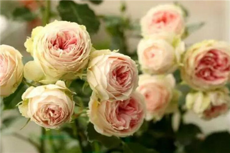 月季杜鹃这么剪花多枝壮年年开爆盆！(杜鹃如何剪枝?啥时候剪枝)