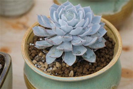 蓝石莲夏季养护