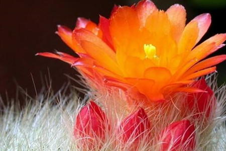 白雪光一年开几次花