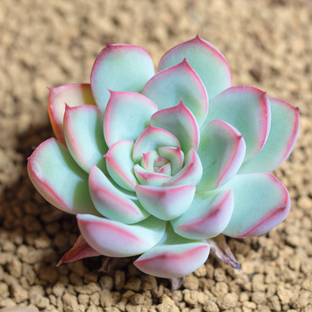 花月夜怎么浇水