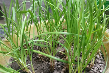 盆栽韭菜怎么过冬