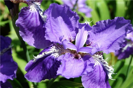 蝴蝶兰怎么繁殖出幼苗图解