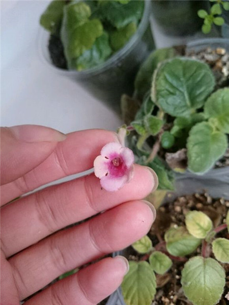 旱金莲播种详解图片