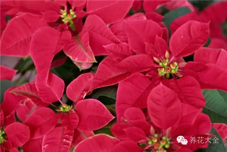 各种花卉养殖方法和注意