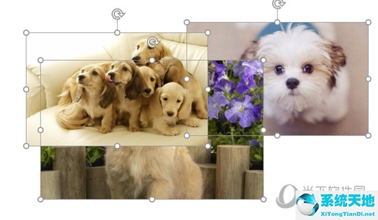 ppt所有图片统一尺寸(ppt如何把图片尺寸一样)