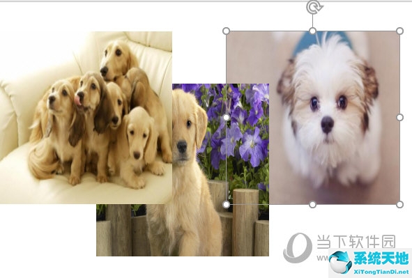 ppt所有图片统一尺寸(ppt如何把图片尺寸一样)