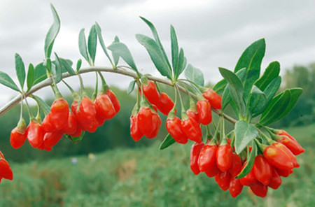 枸杞的四季养护方法视频