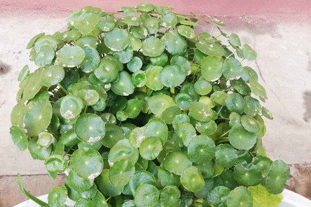 铜钱草什么季节种