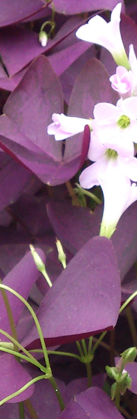 紫叶酢浆草如何爆盆视频