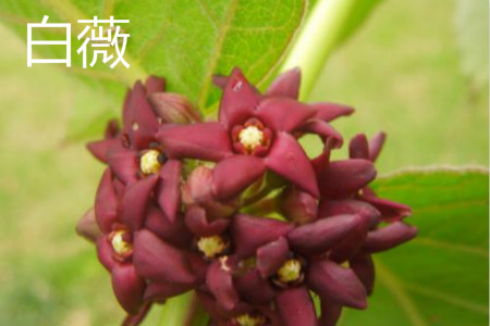 白薇是不是白前