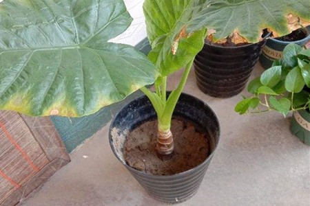 滴水观音怎样分株