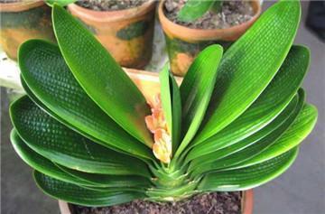 君子兰开花夹箭后花蔫了