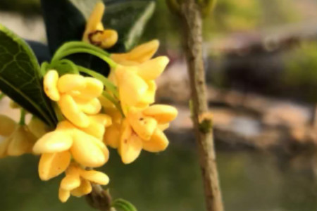 桂花花期怎么护理