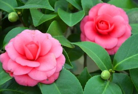 茶花一直不长是什么原因?