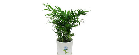 袖珍椰子长不大吗