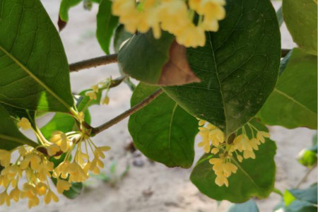 桂花花期怎么护理