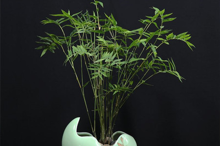 盆栽米竹的养殖方法和注意事项