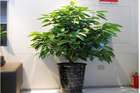 元宝树和招财树一样吗