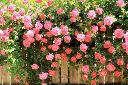 猛虎细嗅蔷薇的意思