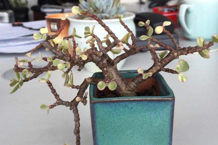 雅乐之舞多肉怎么养