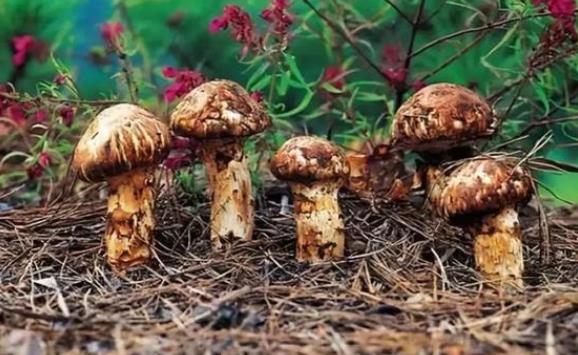 松茸不洗直接放到冷藏可以吗