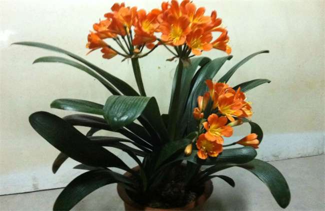 君子兰夹箭该怎么处理