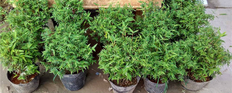 米竹的养殖方法和注意事项(盆栽米竹的养殖方法和注意事项)