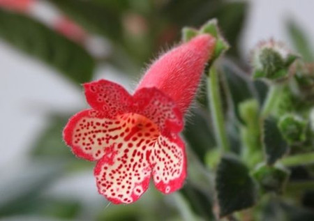 艳斑苣苔有毒吗