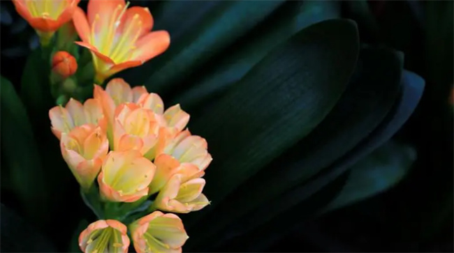 君子兰夹箭怎么办君子兰夹箭最快解决方法(君子兰夹箭该怎么处理)