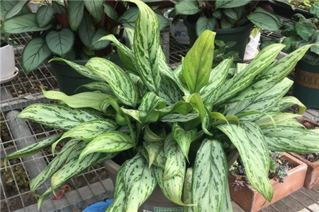 银皇后为什么会黄叶