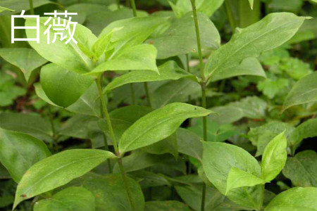 白薇是不是白前