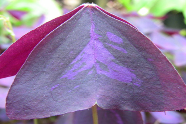 紫叶酢浆草如何爆盆(紫叶酢浆草如何爆盆视频)