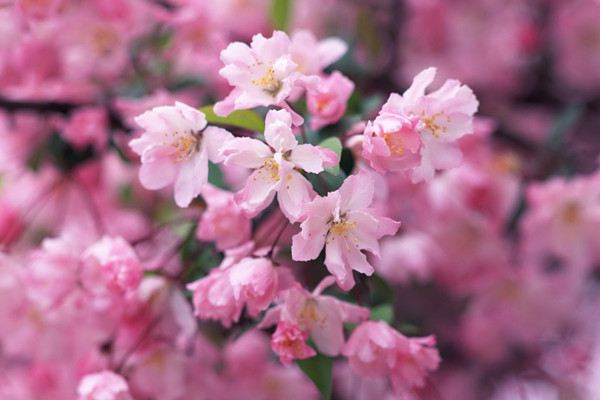 樱花秋季养护的要点(樱花夏季养护)