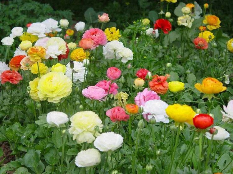 花毛茛怎么分盆