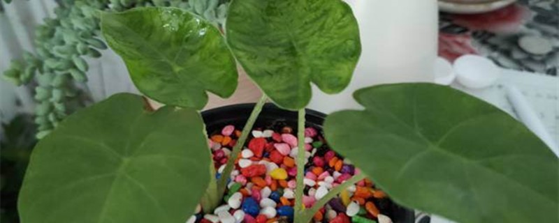 滴水观音如何分株滴水观音分株上盆后需浇水吗(滴水观音怎样分株)