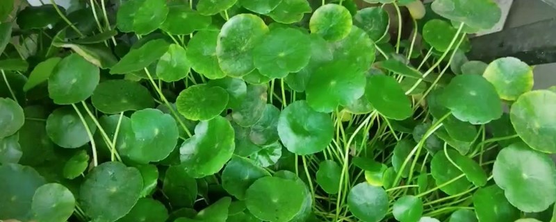 铜钱草什么时候种最好铜钱草咋种(铜钱草什么季节种)