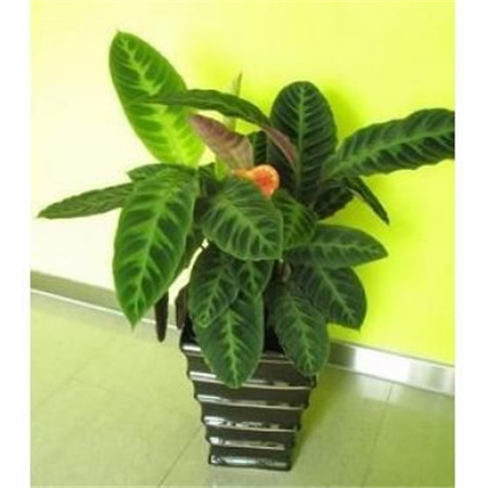 一帆风顺叶子尖发黑枯萎像烧焦