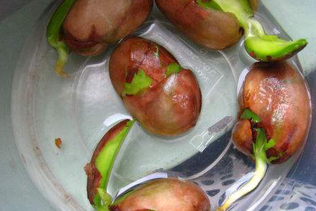 菠萝蜜种子盆栽的教程图解