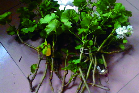 大花天竺葵怎么扦插