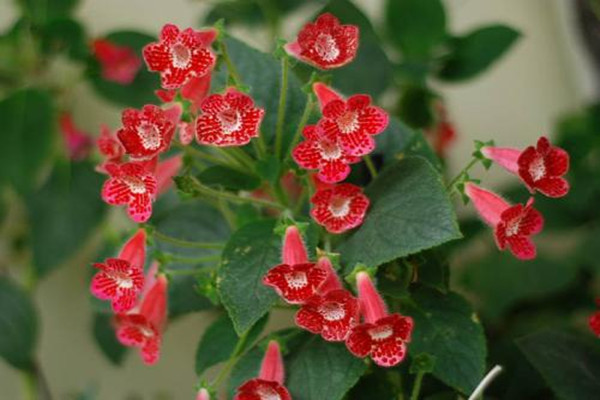 艳斑苣苔的种植方法(艳斑苣苔有毒吗)