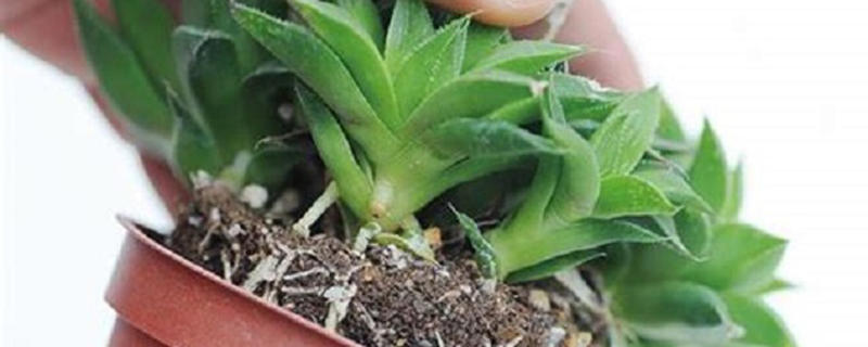 多肉移植后多久晒太阳(多肉移植后多久可以浇水)