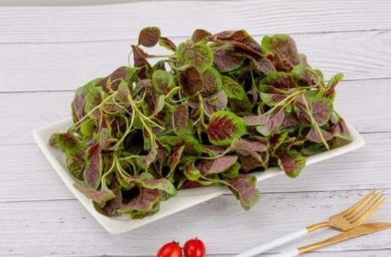 苋菜吃了尿会变红色吗