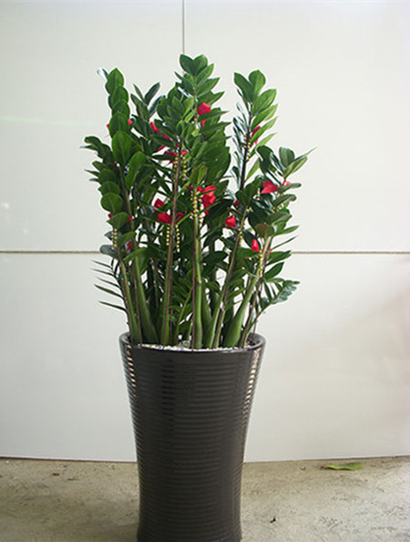 金钱树开花吗图片欣赏