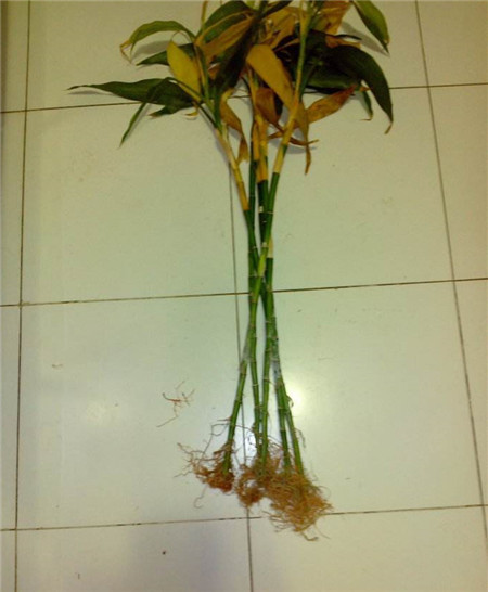 富贵竹 冻伤