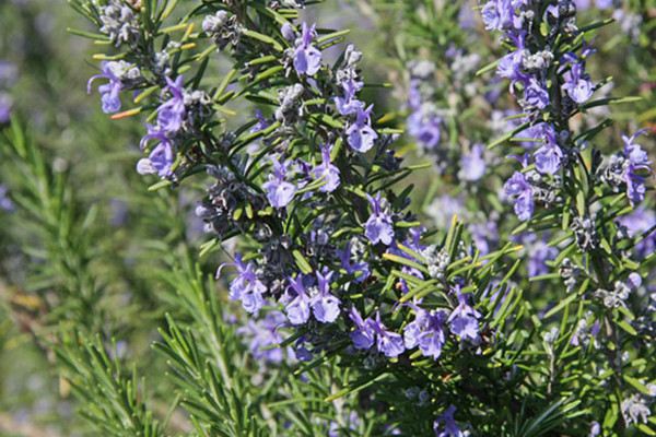 迷迭香适合用什么盆土(迷迭香用什么花盆)