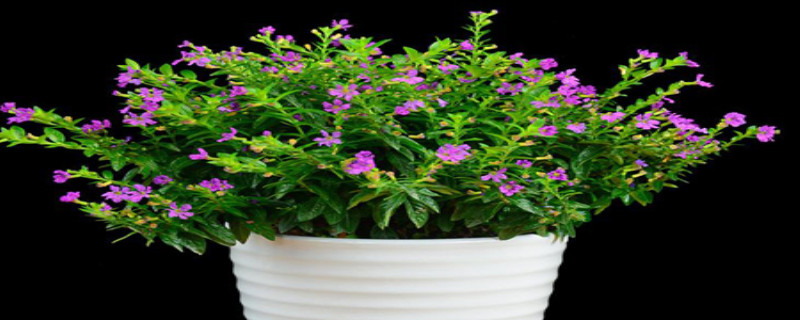 盆栽满天星种子怎么种适合什么季节种(满天星怎么养 盆栽种子)