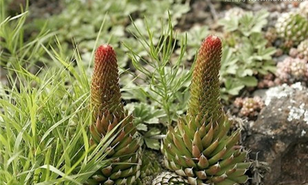 瓦松怎么养栽培