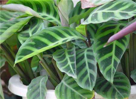 一帆风顺叶子尖发黑枯萎像烧焦