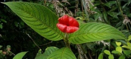 嘴唇花长什么样